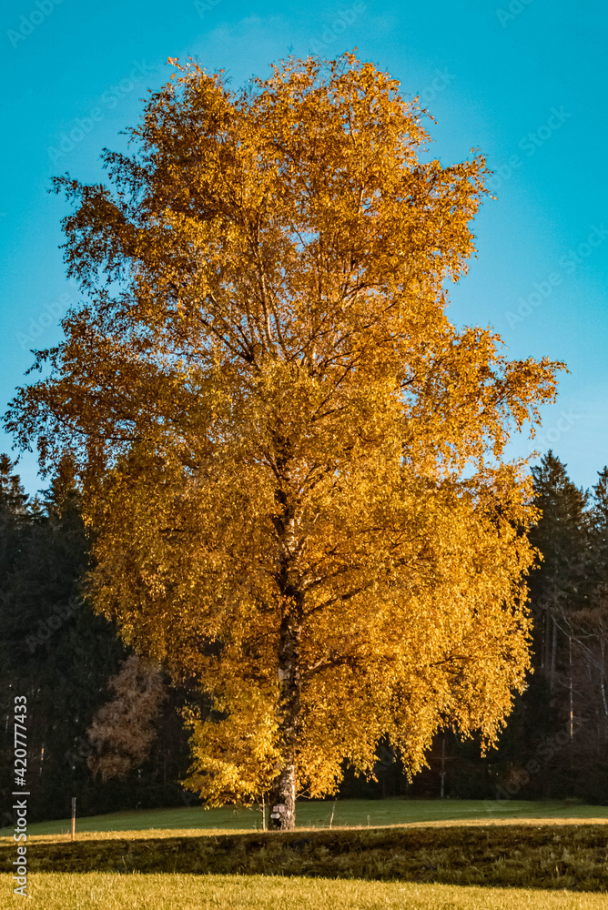 Beautiful autumn or indian summer view near Kostenz, Bavarian forest, Bavaria, Germany Beautiful autumn or indian summer view near Kostenz, Bavarian forest, Bavaria, Germany