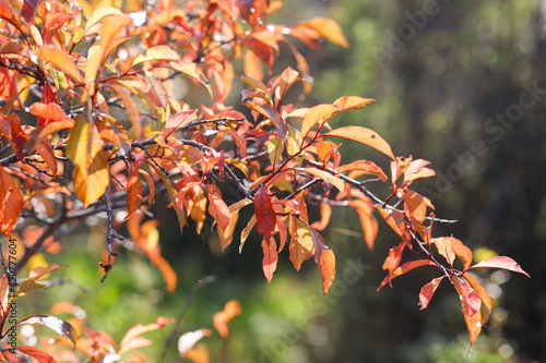 Red leaves of the plum tree on a sunny autumn day. Red, orange tones of autumn withering. Mid of fall. Selective focus.