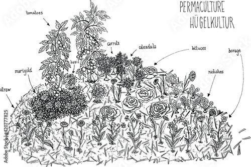 vector illustration of a black and white schema lines hand drawing of permaculture hugelkultur with vegetables and flowers