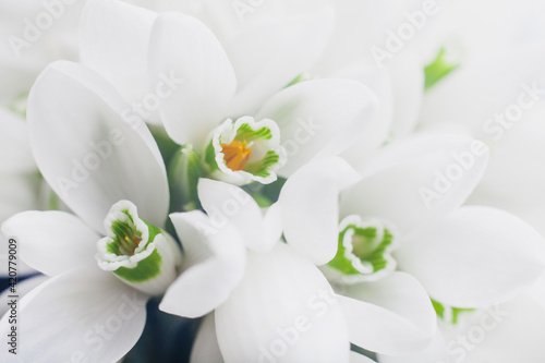 Background of white snowdrops Galanthus nivalis close up macro shoot