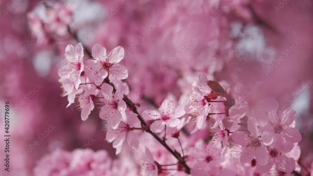 Close up view twig of blooming almond tree during warm sunny day. Blossom of pink flowers. Orchards cultivated lands in southern Spain Close up view twig of blooming almond tree during warm sunny day. Blossom of pink flowers. Orchards cultivated lands in southern Spain