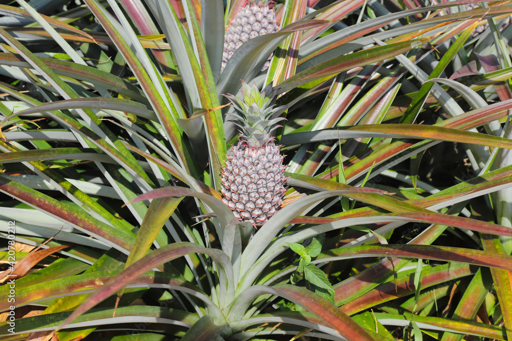 Fototapeta premium Pineapple plantation, Close-up of pineapple tree 