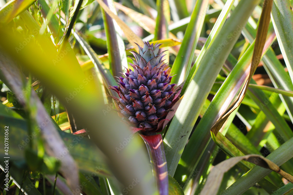 Pineapple plantation, Close-up of pineapple tree
Pineapple plantation, Close-up of pineapple tree