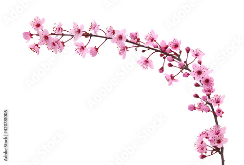 Pink spring cherry blossom. Cherry tree branch with spring pink flowers isolated on white 