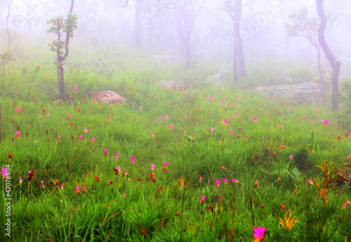Krachiew flowers on a foggy day in Pa Hin Ngam National Park in Thailand