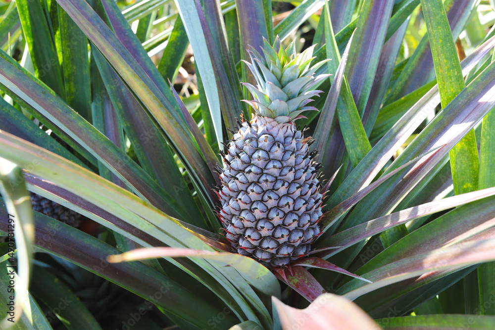 Pineapple plantation, Close-up of pineapple tree
Pineapple plantation, Close-up of pineapple tree