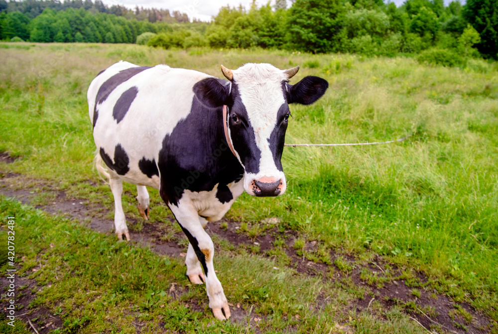 A cow is grazing in a meadow
