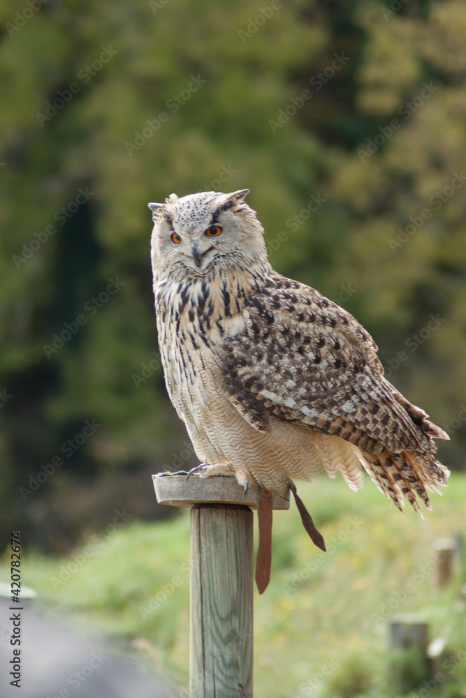 Obraz premium Close view of a white simple owl in the captivity. Natural background.