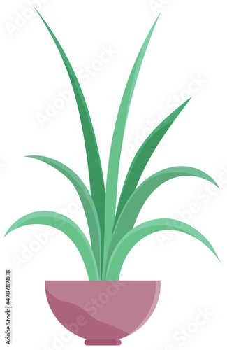Decorative indoor evergreen plant in long narrow lilac pot for interior decoration isolated on white