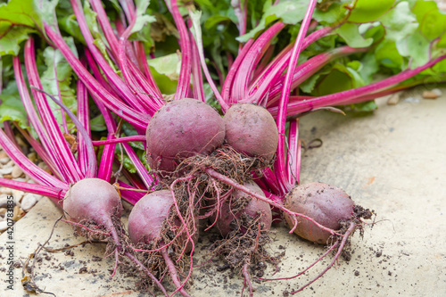 Принти на полотні Beetroots, beetroot Boltardy, table beet or red beet outdoors