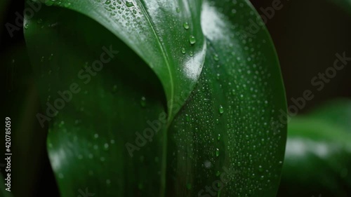 Water falling on green leaf. Leaves with water drops. Slow motion.