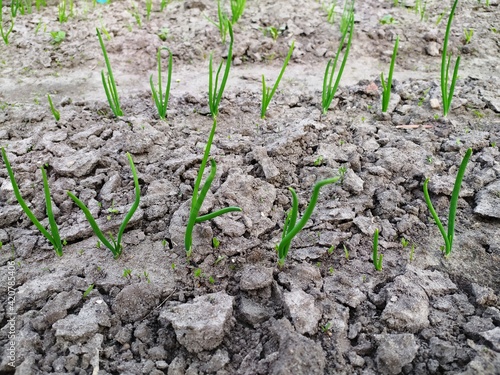 Onion sprouts in early spring at the kitchen garden. Mobile photo