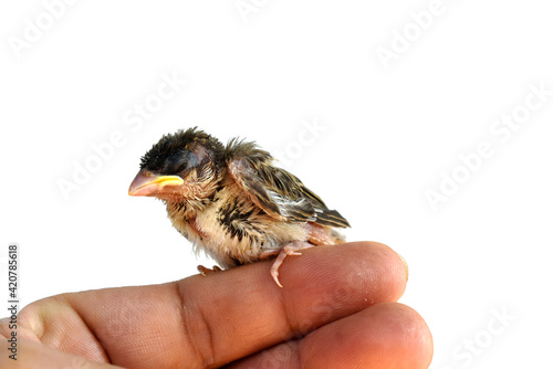 The injured little bird was in the care of a veterinarian. © Somratana