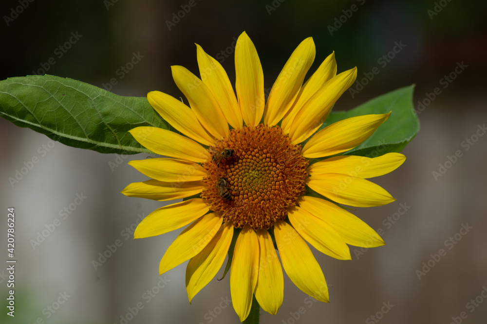 sunflower at day with insects sunflower at day with insects