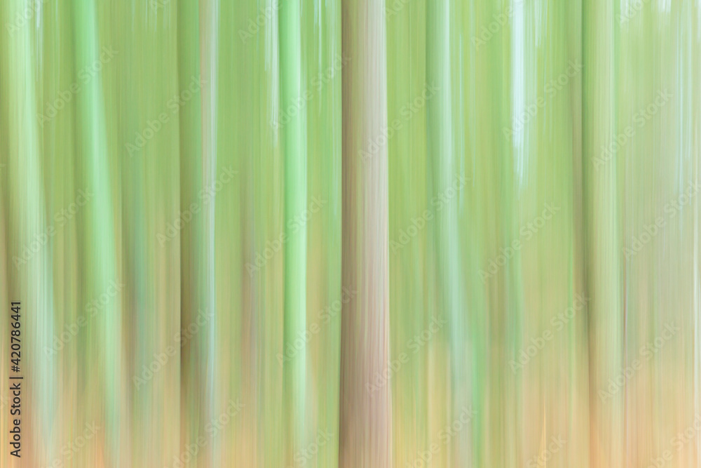 Fototapeta premium Abstract forest background or pattern with motion blur
