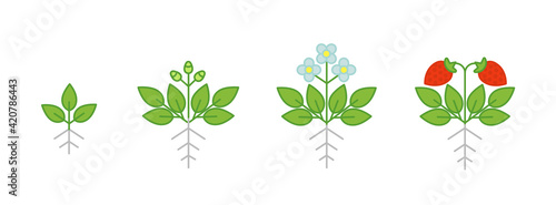 Strawberry plant growth stages. Fragaria development budding then flowers and fruits. Harvest animation progression. Berry ripening period.
