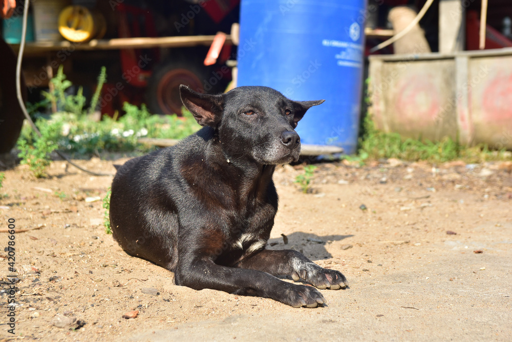 The black dog was lying on the ground, facing the camera and looking at the other. The black dog was lying on the ground, facing the camera and looking at the other.