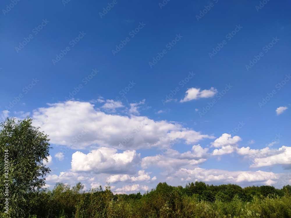 Green tree top line over blue sky and clouds background in summer, copy space Green tree top line over blue sky and clouds background in summer, copy space