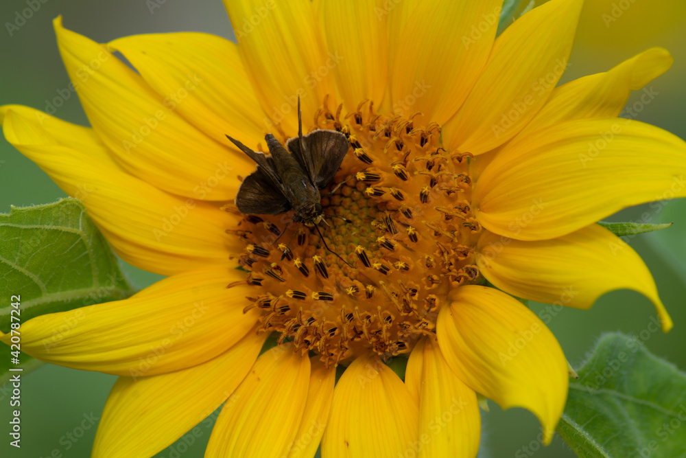 sunflower at day with insects