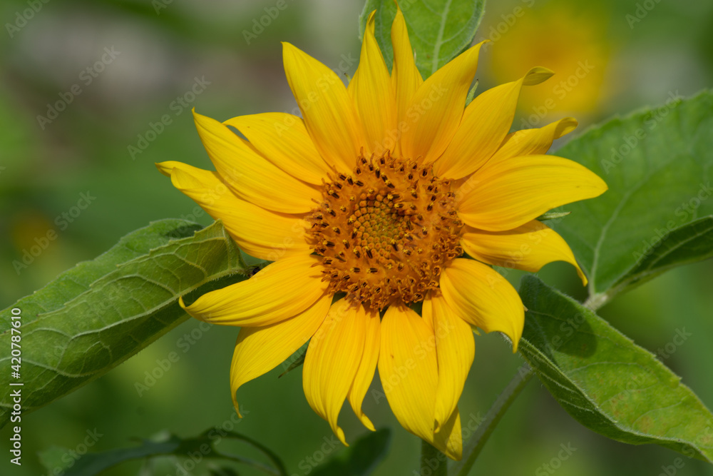 sunflower at day with insects sunflower at day with insects