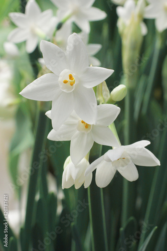 close up narcissus . Narcissus White. spring flowers. Narcissus Paperwhite Ziva blooms in the garden. springtime background. beautiful  small narcissus macro photo. flower garden in spring. 