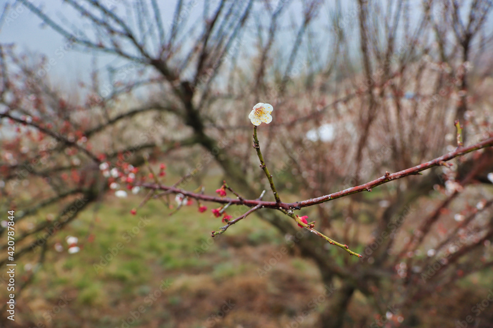 Φωτογραφία Maehwa ( Japanes Apricot Flower ) blooming in wondong maehwa village at spring i