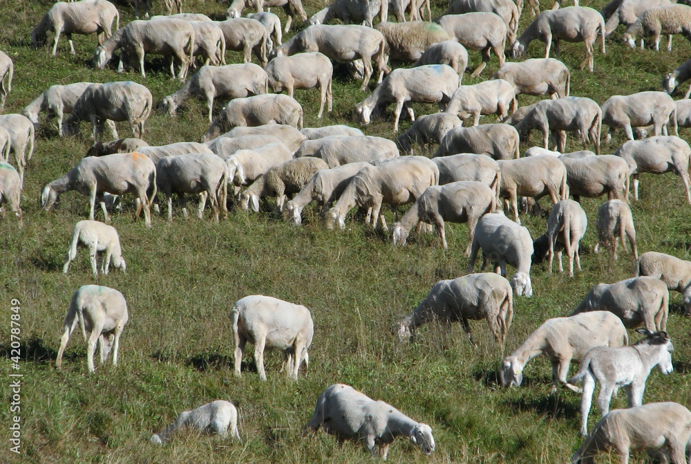 IMMUNITY of flock or HERD Immunity against diseases and viruses IMMUNITY of flock or HERD Immunity against diseases and viruses