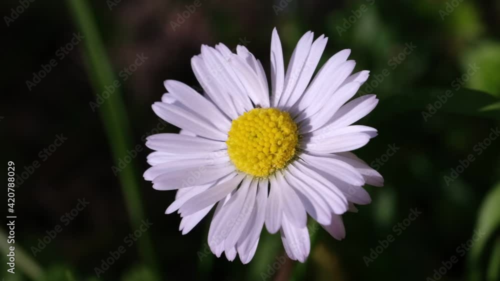 Macro shot of a fresh daisy flower in slow motion Macro shot of a fresh daisy flower in slow motion