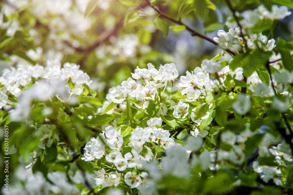 Flowering branch of pear in the garden in spring
Flowering branch of pear in the garden in spring