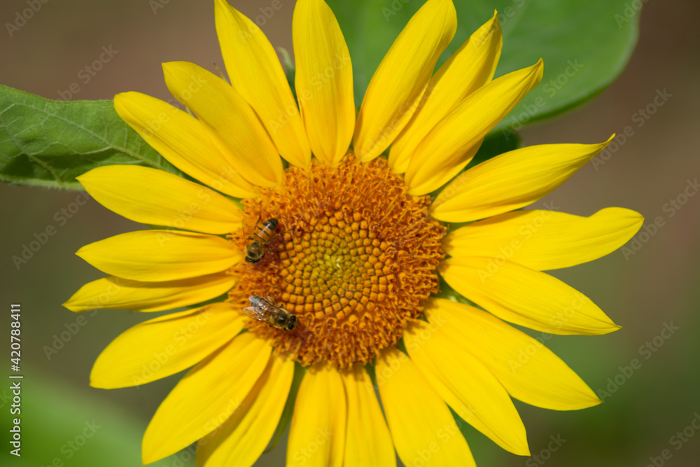 sunflower at day with insects sunflower at day with insects