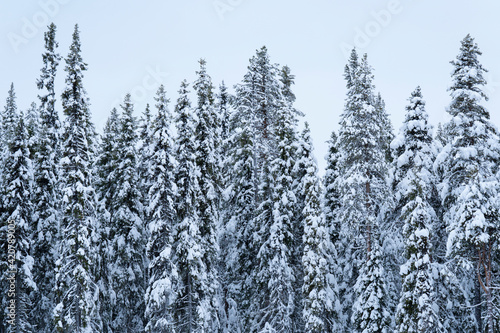 Pine and spruce forest in snow photo