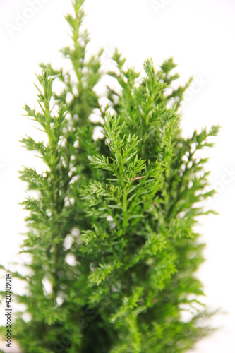 branches of a green juniper plant with sharp leaves