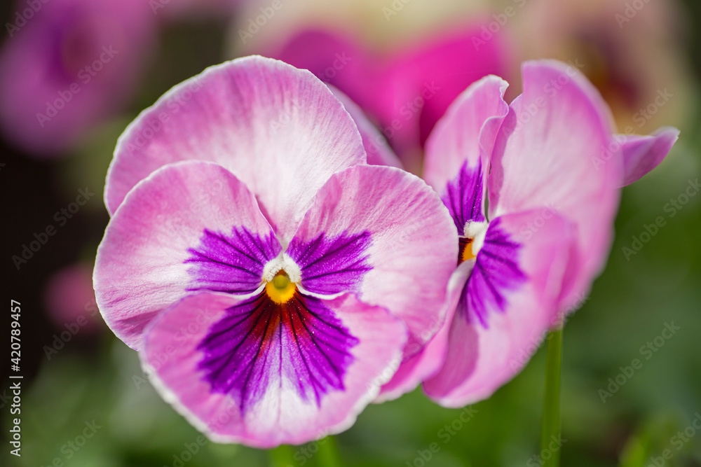 Bright and colorful flowers of pansies