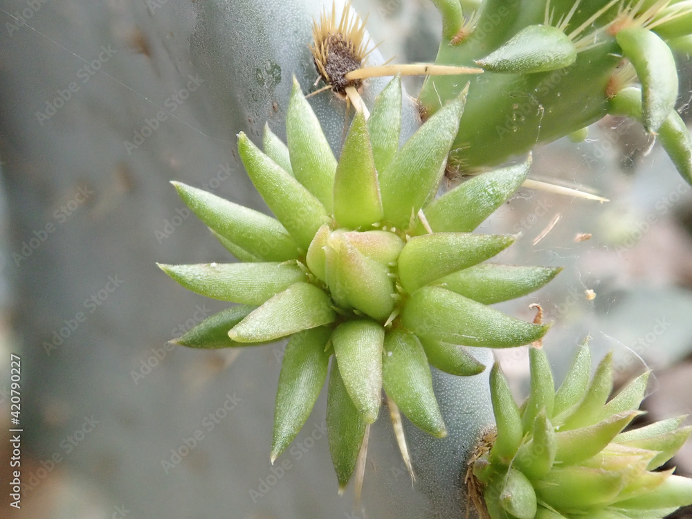 Desert Cactus outdoors