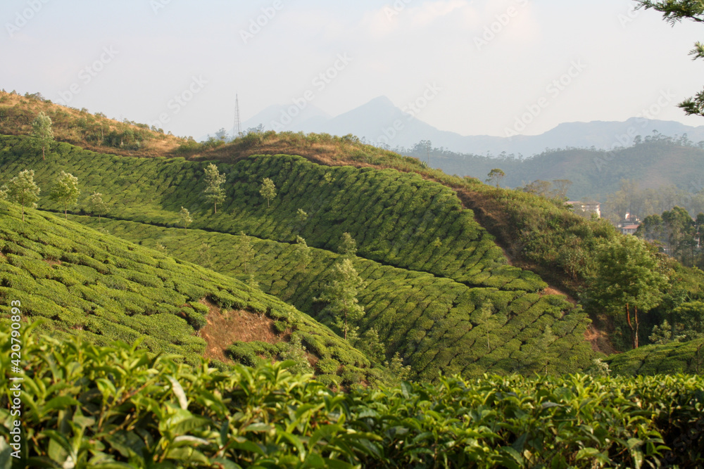 Lush Tea Plantation Fields in Munnar, India