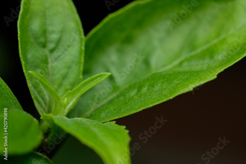 Basil leaves and flower on black background isolate 