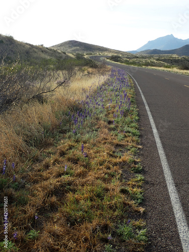 Blue Bells in Big Bend National Park of Texas