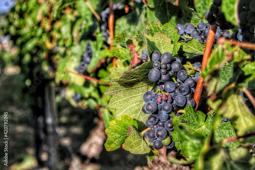 grapes on vine