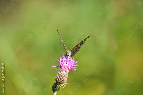 A silver-washed fritillary butterfly (Argynnis paphia) sits on a greater knapweed flower (Centaurea scabiosa) and drinks nectar with its proboscis. Selective focus.