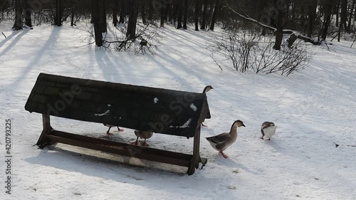 Wallpaper Mural birds feeding point in rural yard Torontodigital.ca