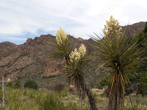 Yucca Plant from Big Bend National Park 