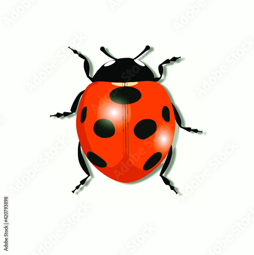ladybug on white background © Valentina