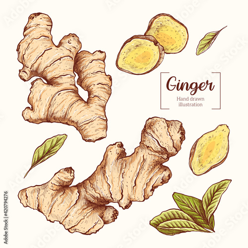 Ginger. Sliced ginger root. leavesVector Hand Drawn. Sketch Botanical Illustration. Eco healthy food. Superfood.