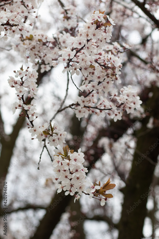 Tree blossoming during Spring in Kensington, London Tree blossoming during Spring in Kensington, London