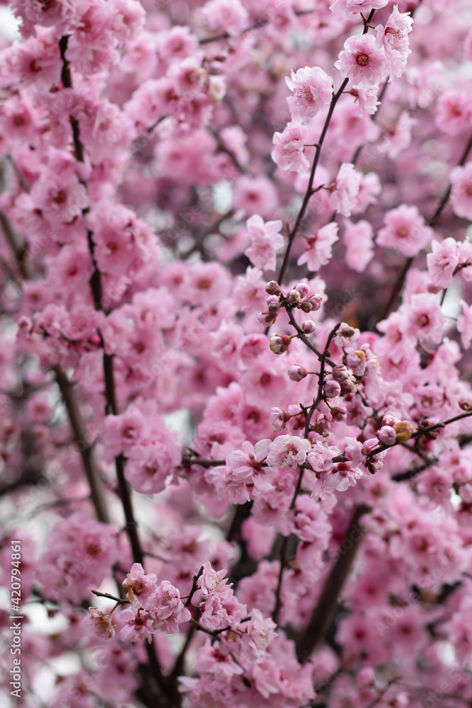 Tree blossoming during Spring in Notting Hill, London Tree blossoming during Spring in Notting Hill, London