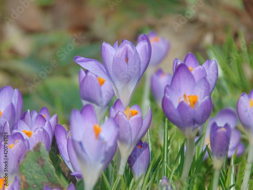 spring crocus flowers