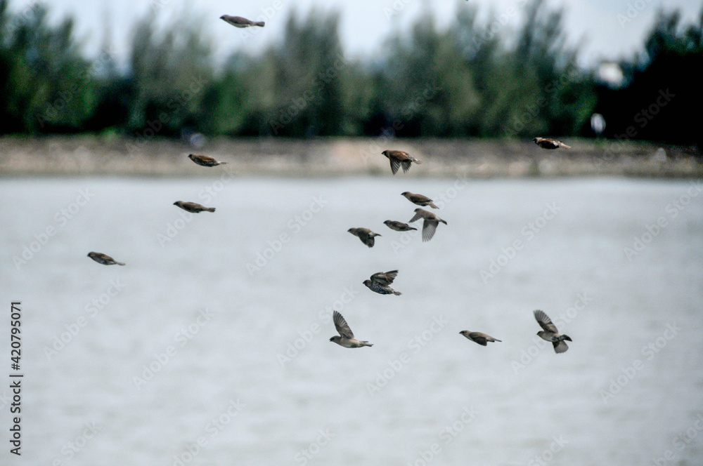 sparrows in flight