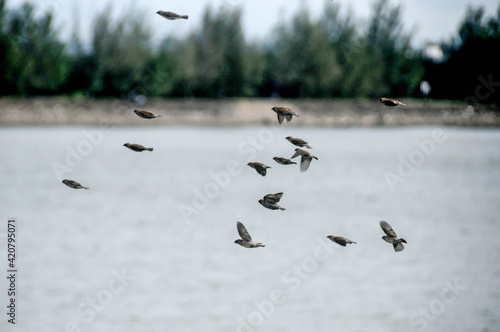 sparrows in flight