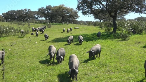Iberian pigs grazing in the Huelva countryside. Pigs in the pasture with holm oaks in Andalusia, Spain