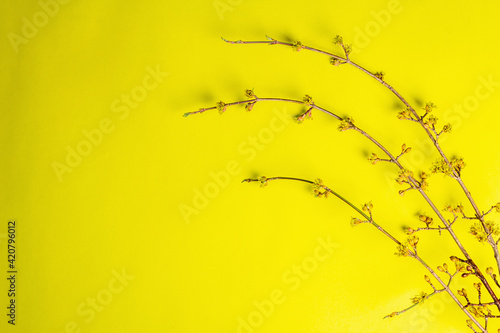 Blooming twigs of dogwood